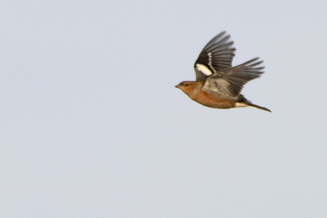 Common Chaffinch - ML497773861