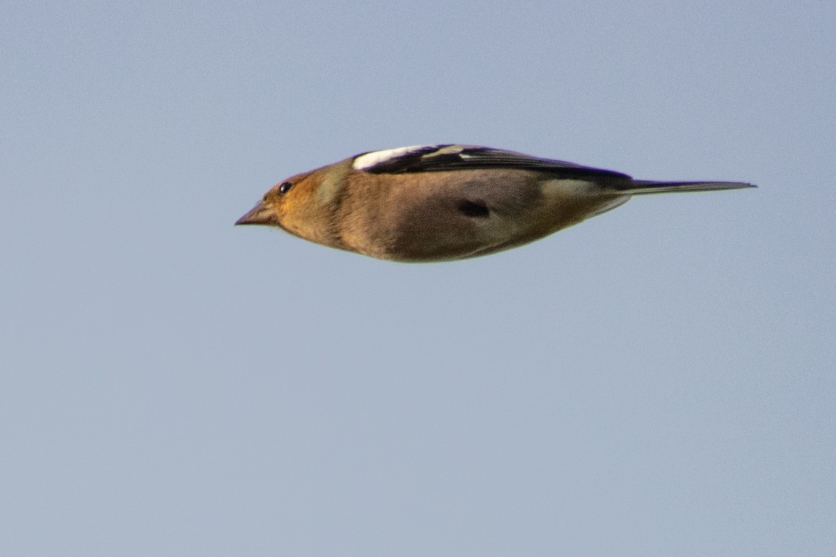 Common Chaffinch - ML497773871