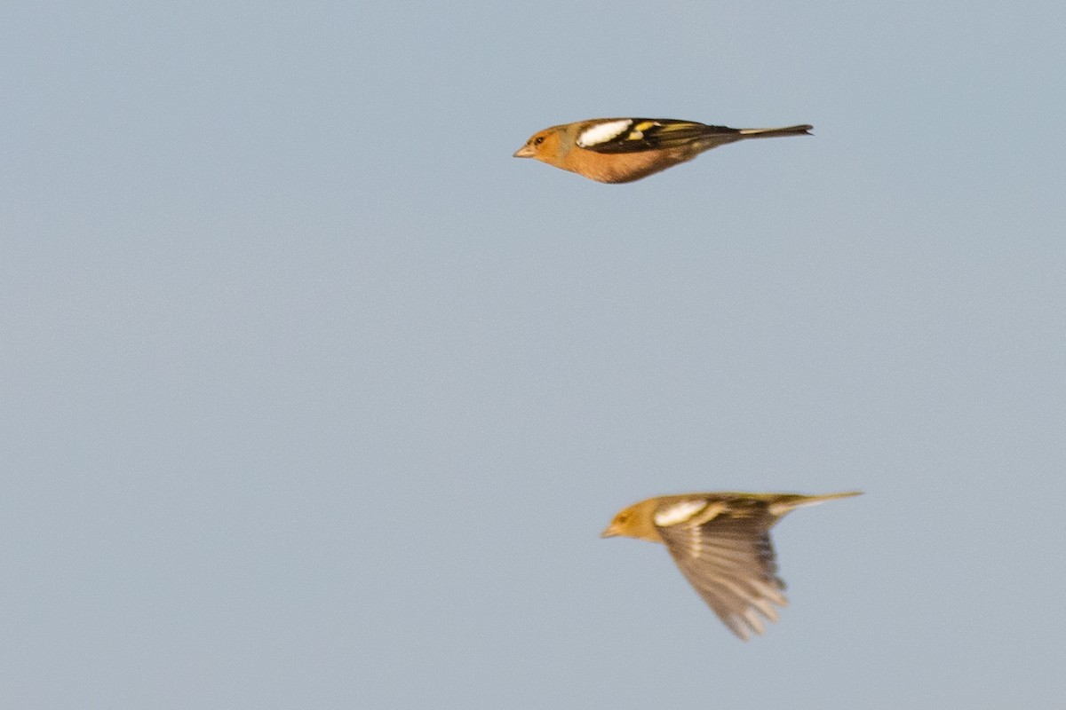 Common Chaffinch - ML497773881