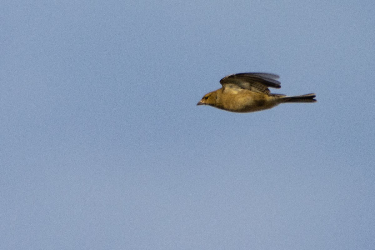 Common Chaffinch - ML497773891