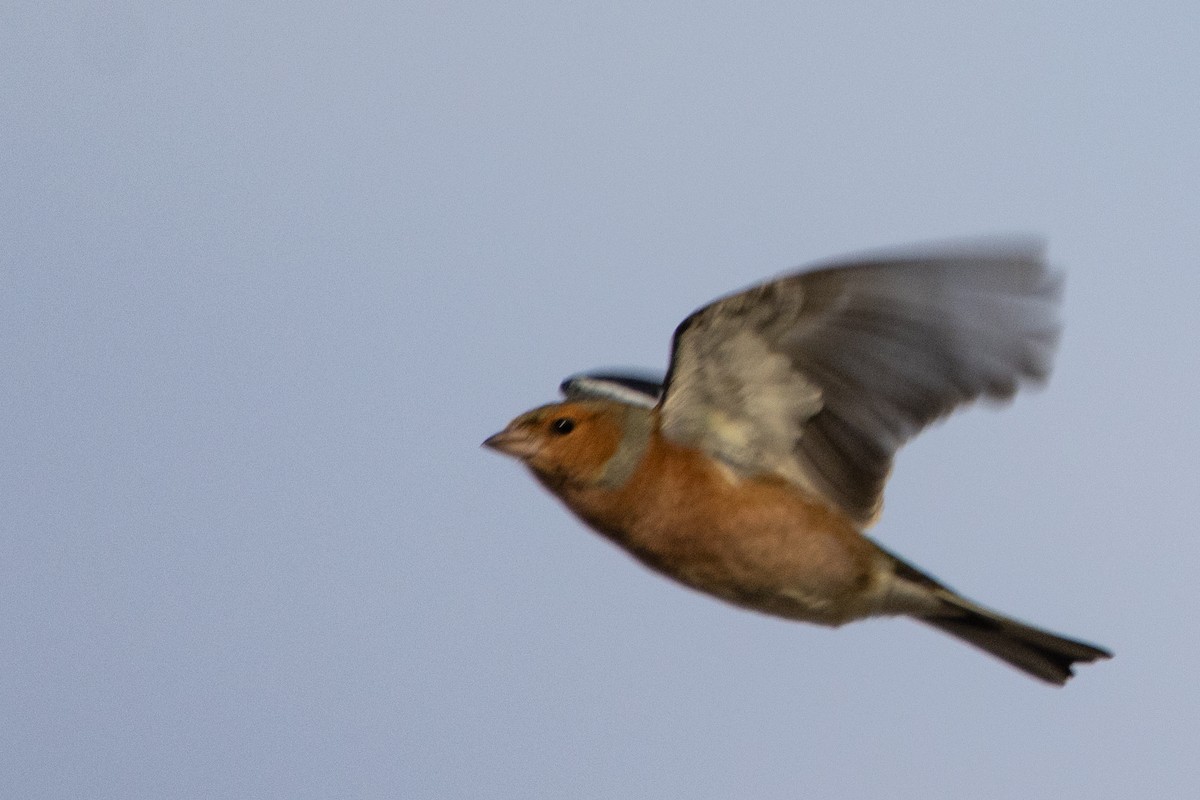 Common Chaffinch - ML497773901