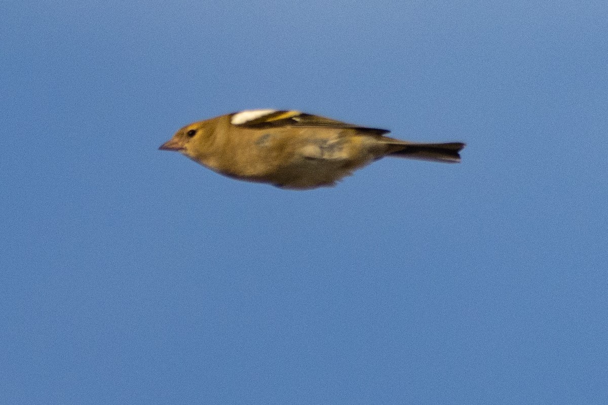 Common Chaffinch - ML497773911