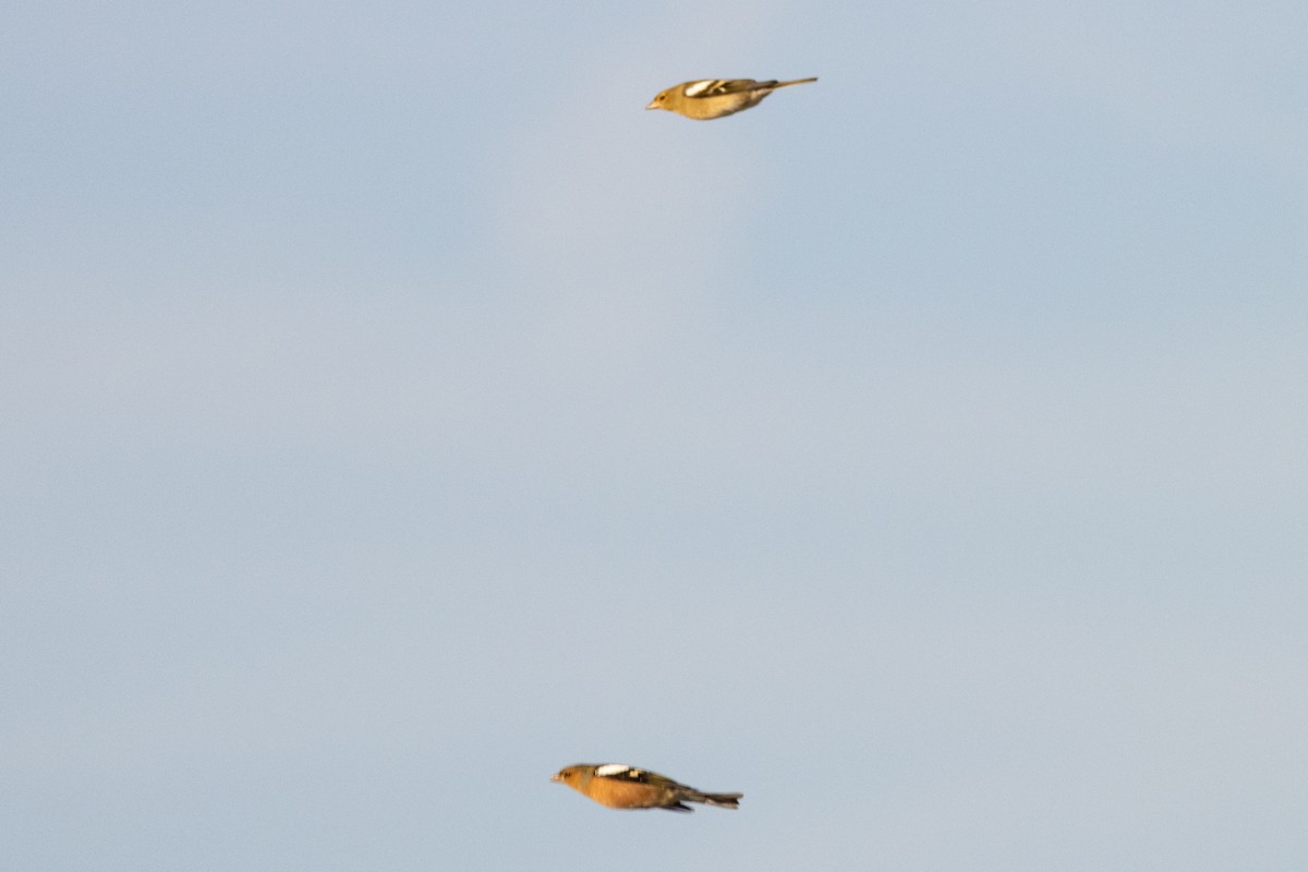 Common Chaffinch - ML497773921
