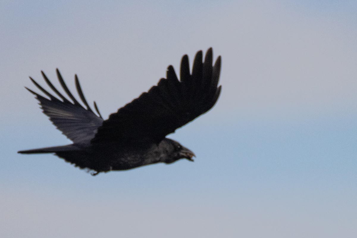 Carrion Crow - ML497774071