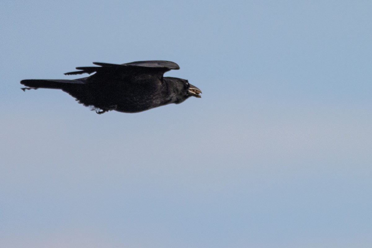 Carrion Crow - ML497774091