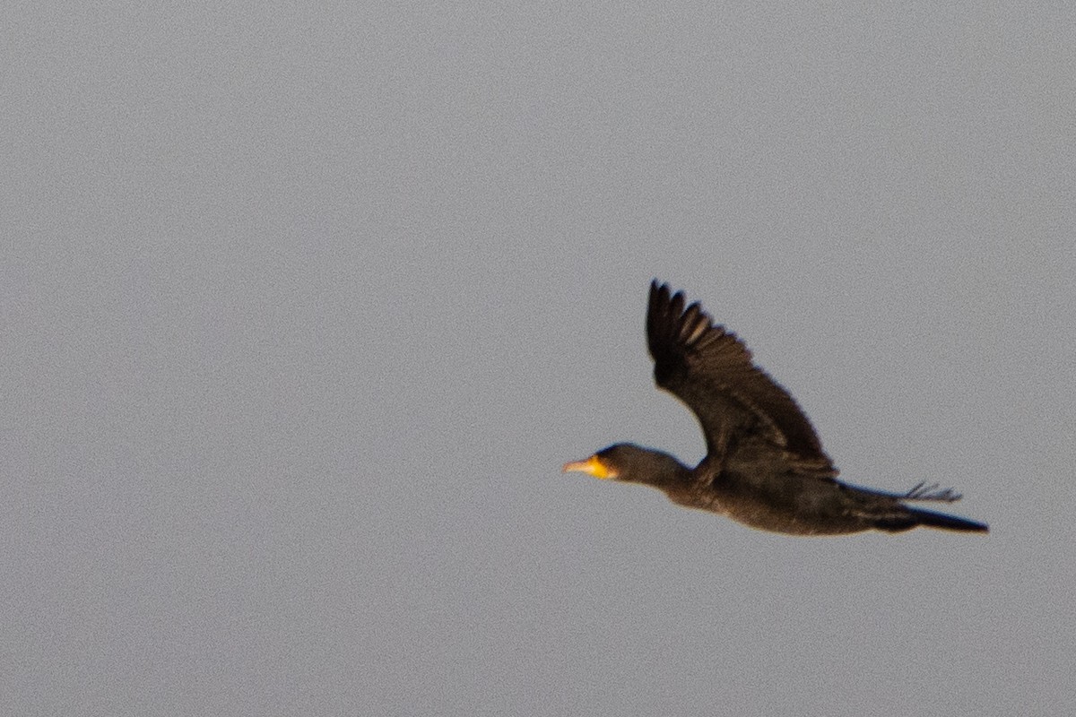 Great Cormorant - ML497774181