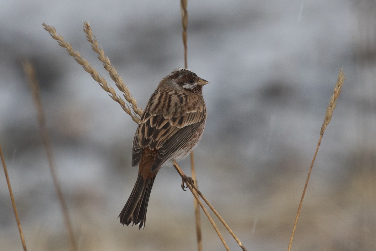 Pine Bunting - Kantori Birders