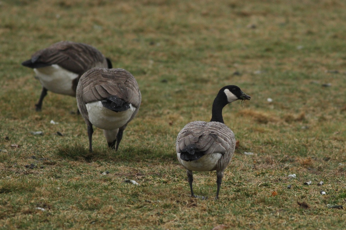 Cackling Goose - ML49777491