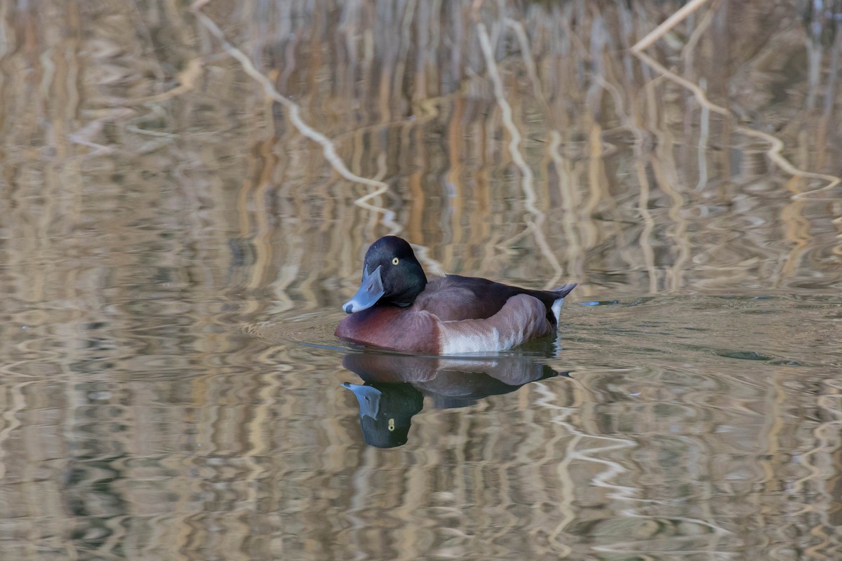 Common x Baer's Pochard (hybrid) - ML49777691