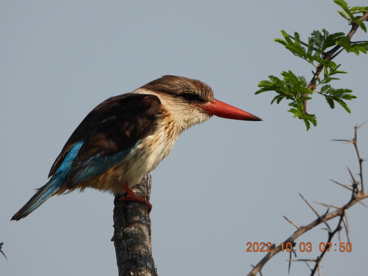 Brown-hooded Kingfisher - ML497777121