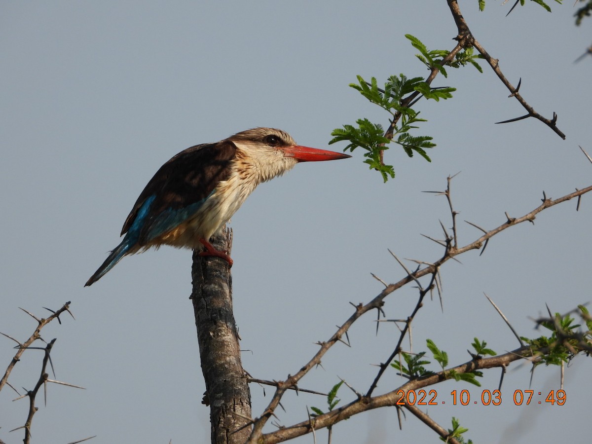 Brown-hooded Kingfisher - ML497777251