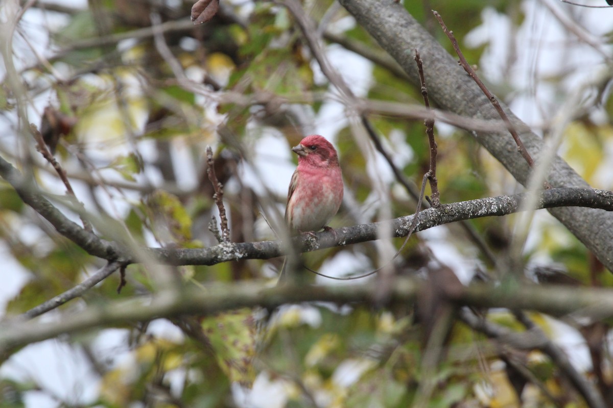 Purple Finch - ML497780781