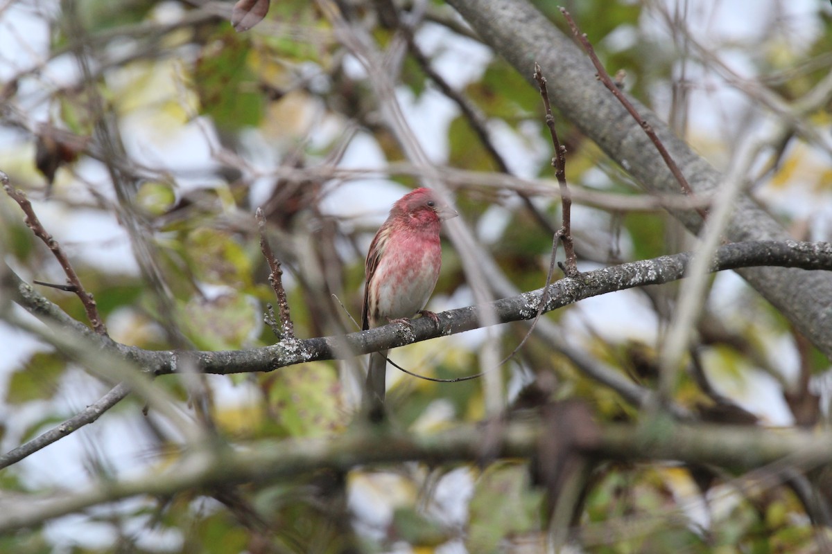 Purple Finch - ML497780791
