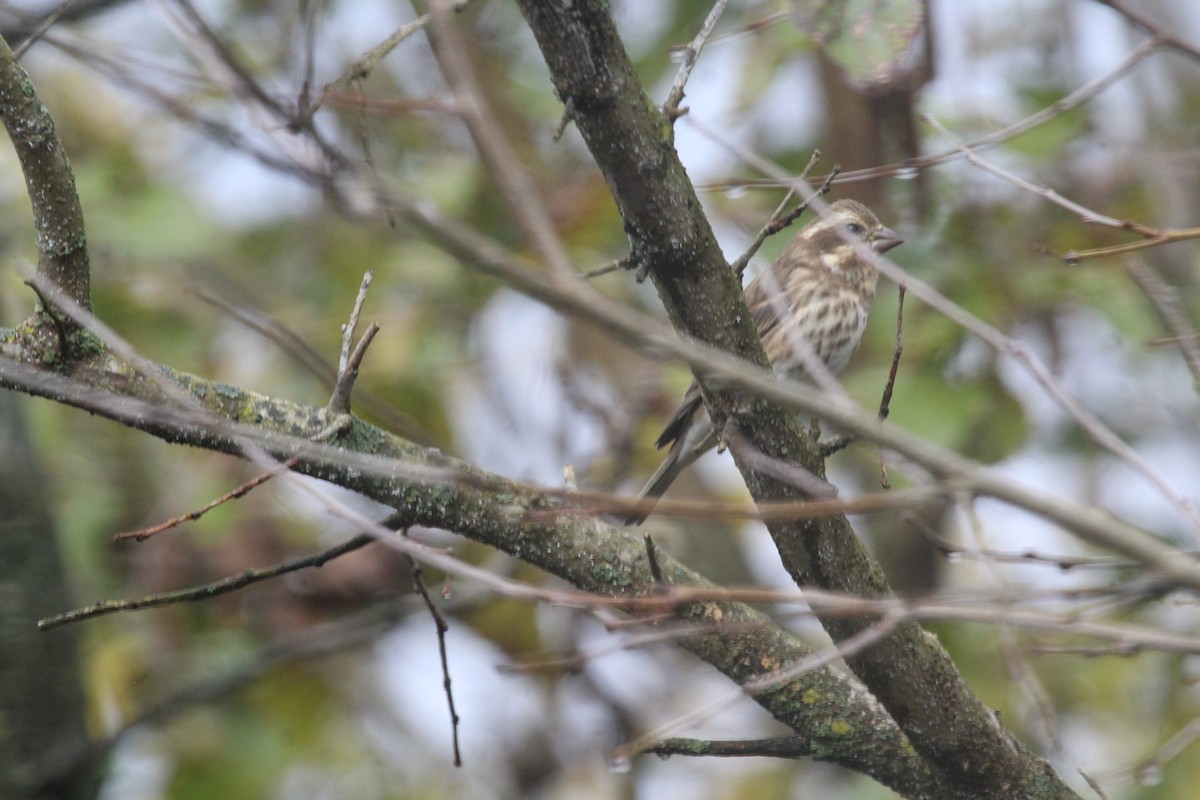 Purple Finch - ML497780801