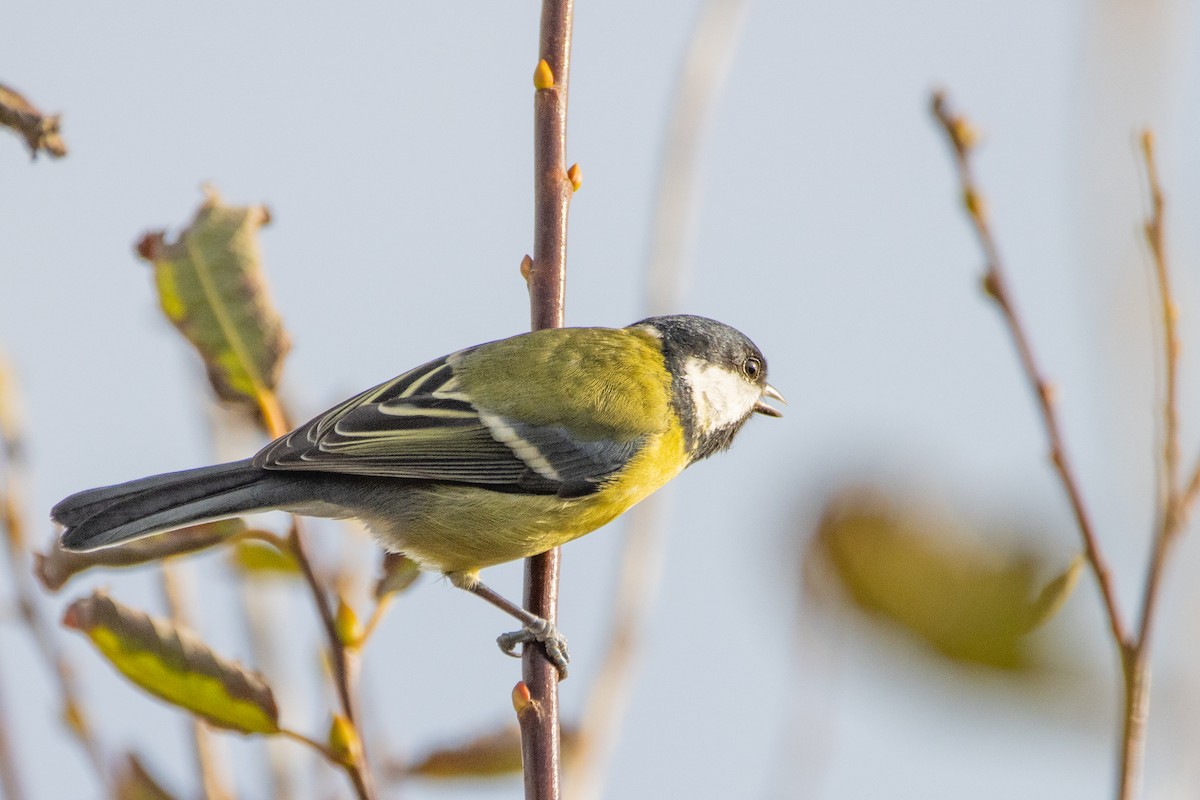Great Tit - ML497781031