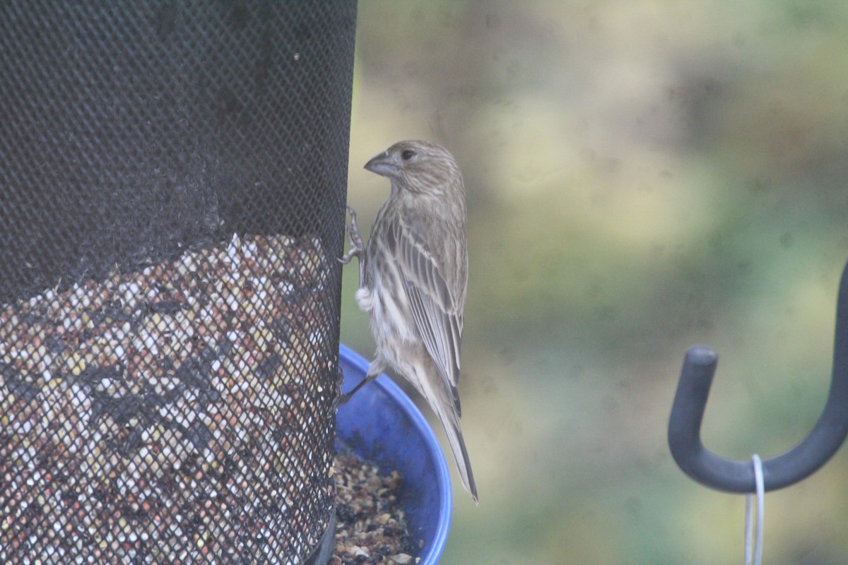House Finch - Matthew Halley