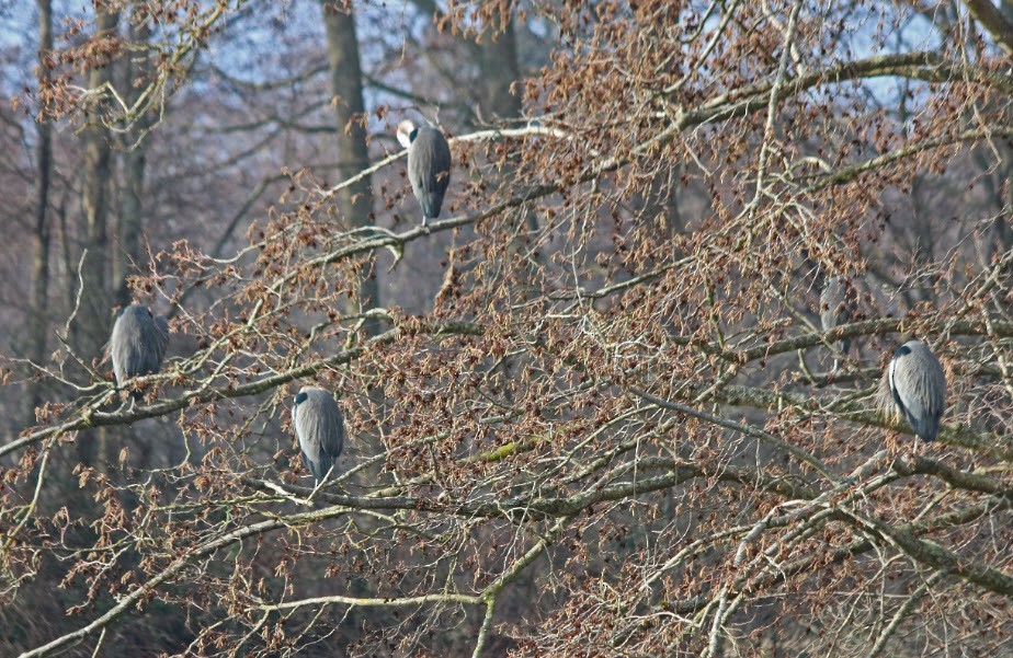 Great Blue Heron - ML49778261