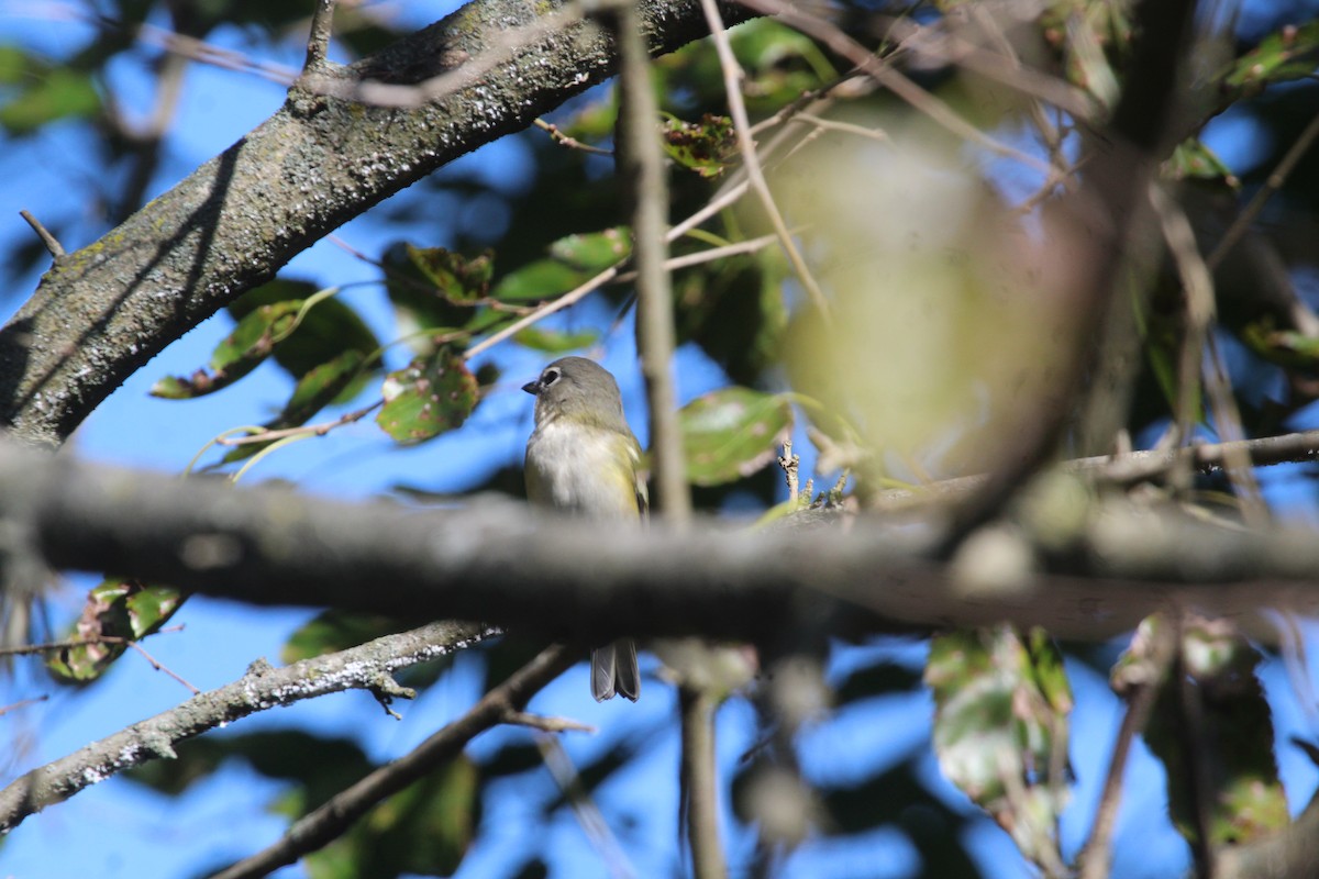 Blue-headed Vireo - Matthew Halley