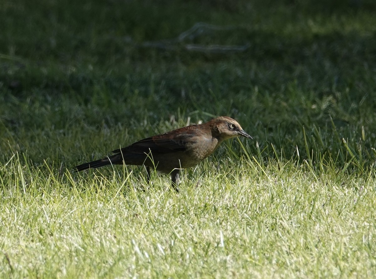 Rusty Blackbird - ML497786581