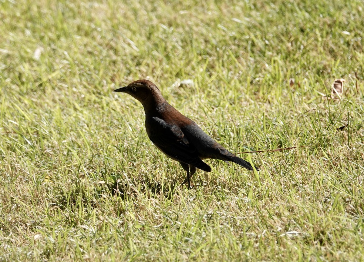 Rusty Blackbird - ML497786591