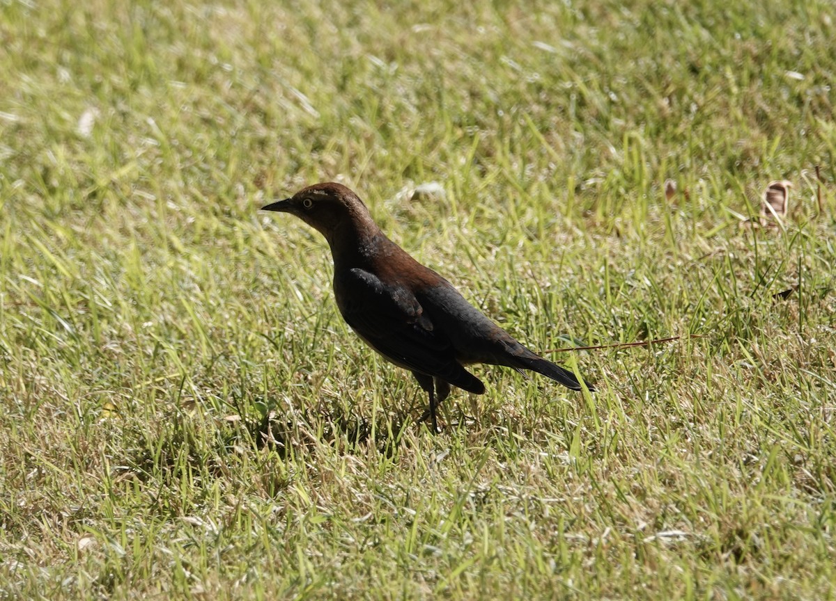 Rusty Blackbird - ML497786601