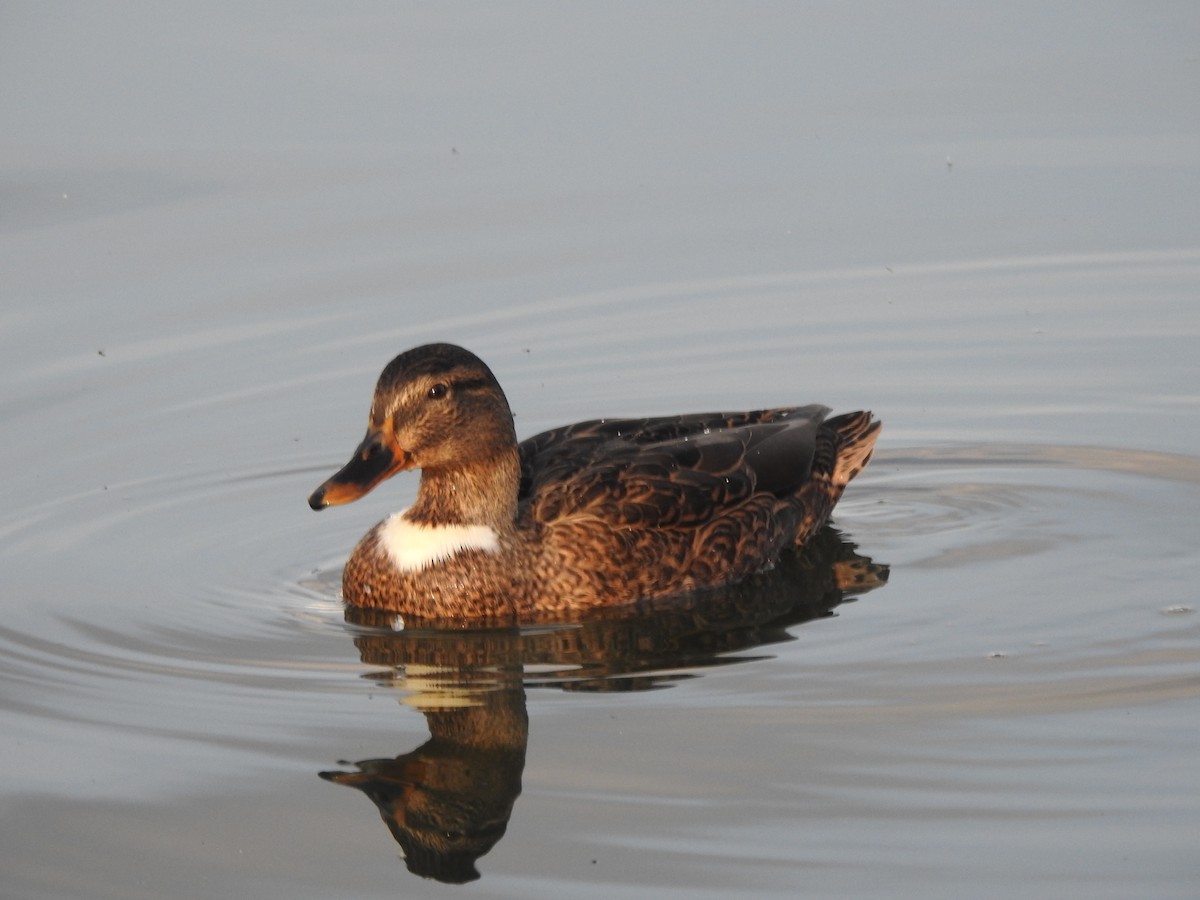 Canard colvert - ML497788301