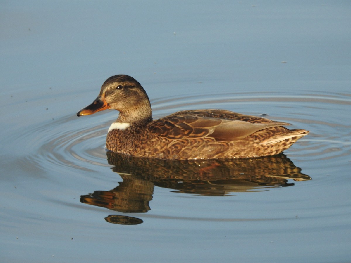 Canard colvert - ML497788321