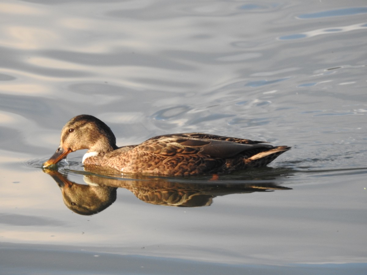 Canard colvert - ML497788331