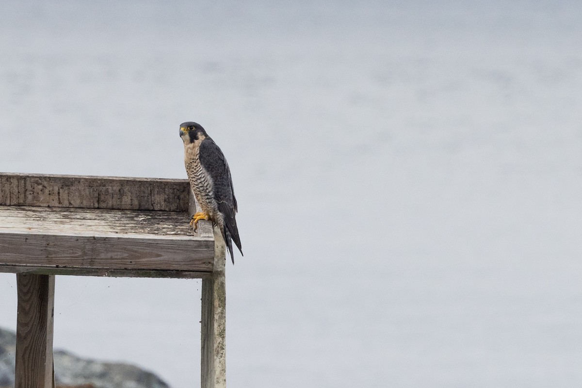 Peregrine Falcon - Kees de Mooy