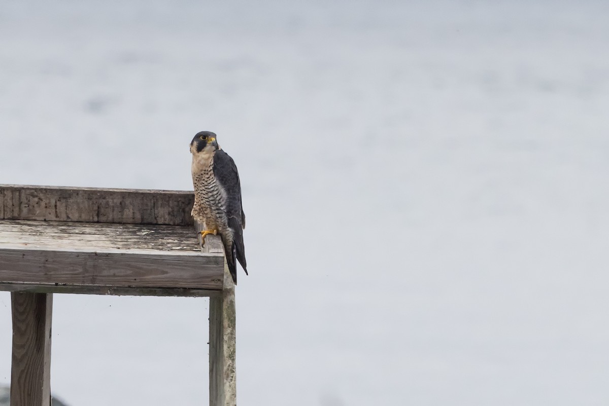 Halcón Peregrino - ML497789181