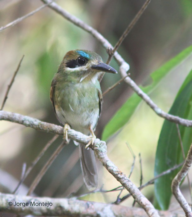 Tody Motmot - ML497790311