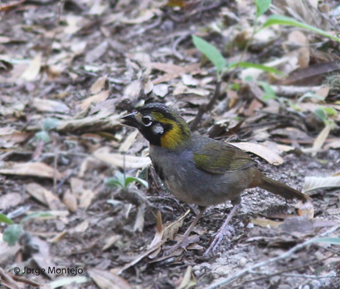 White-eared Ground-Sparrow - ML497790421