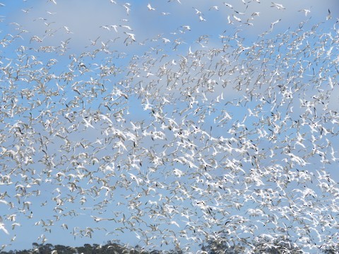 Elegant Tern - ML497791851