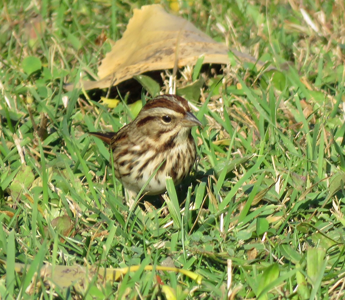 Song Sparrow - ML497794861