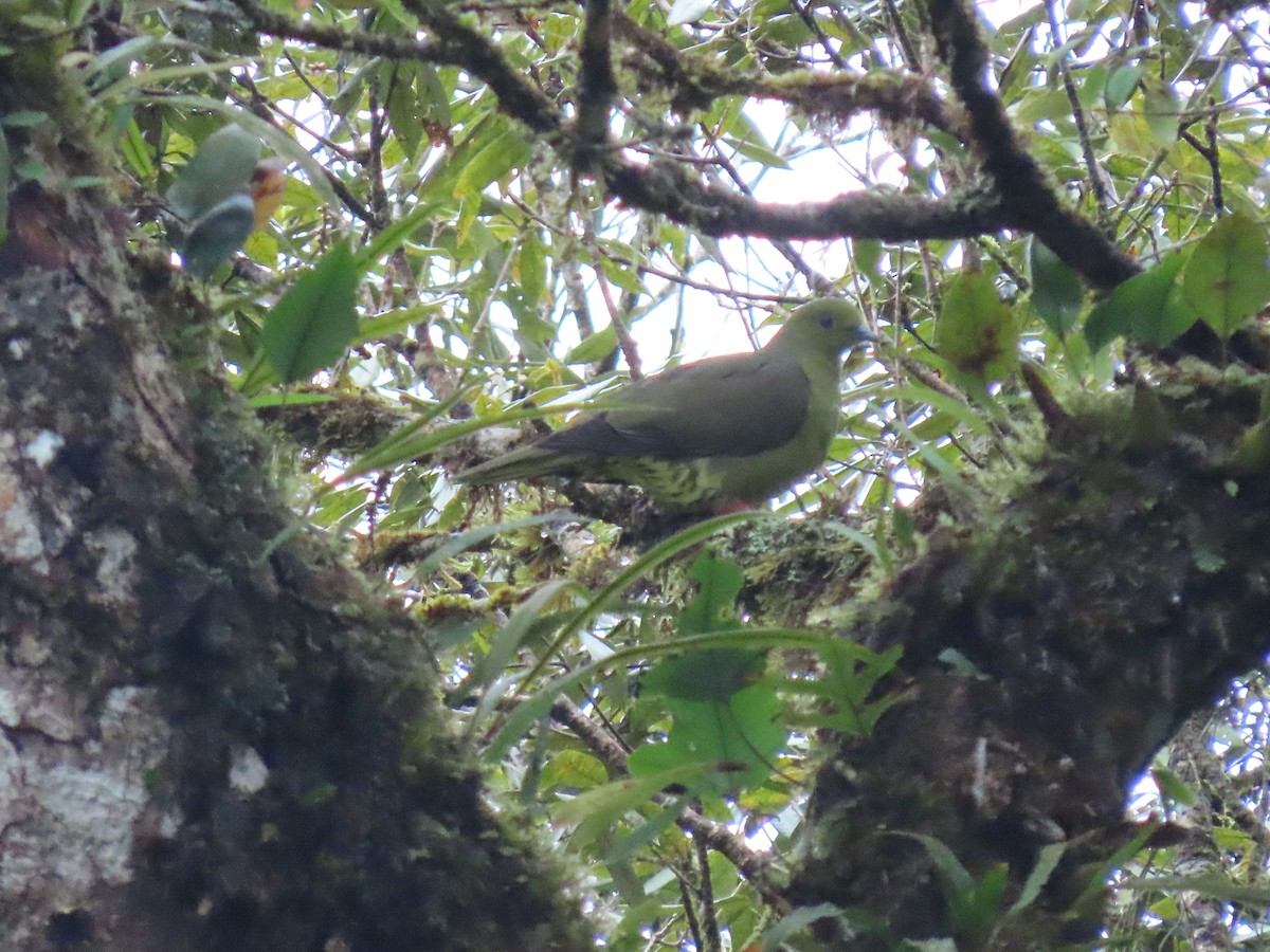 Wedge-tailed Green-Pigeon - ML497794981