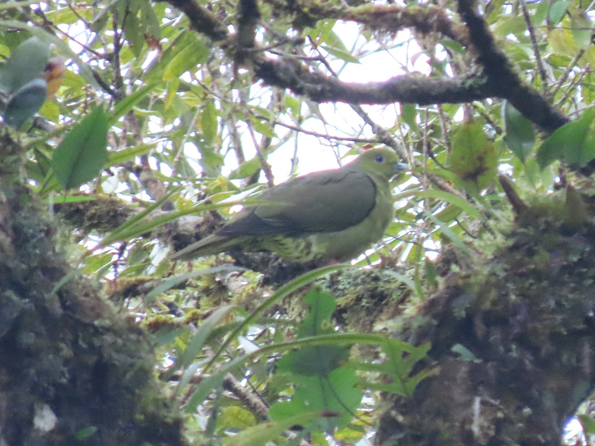 Wedge-tailed Green-Pigeon - ML497794991