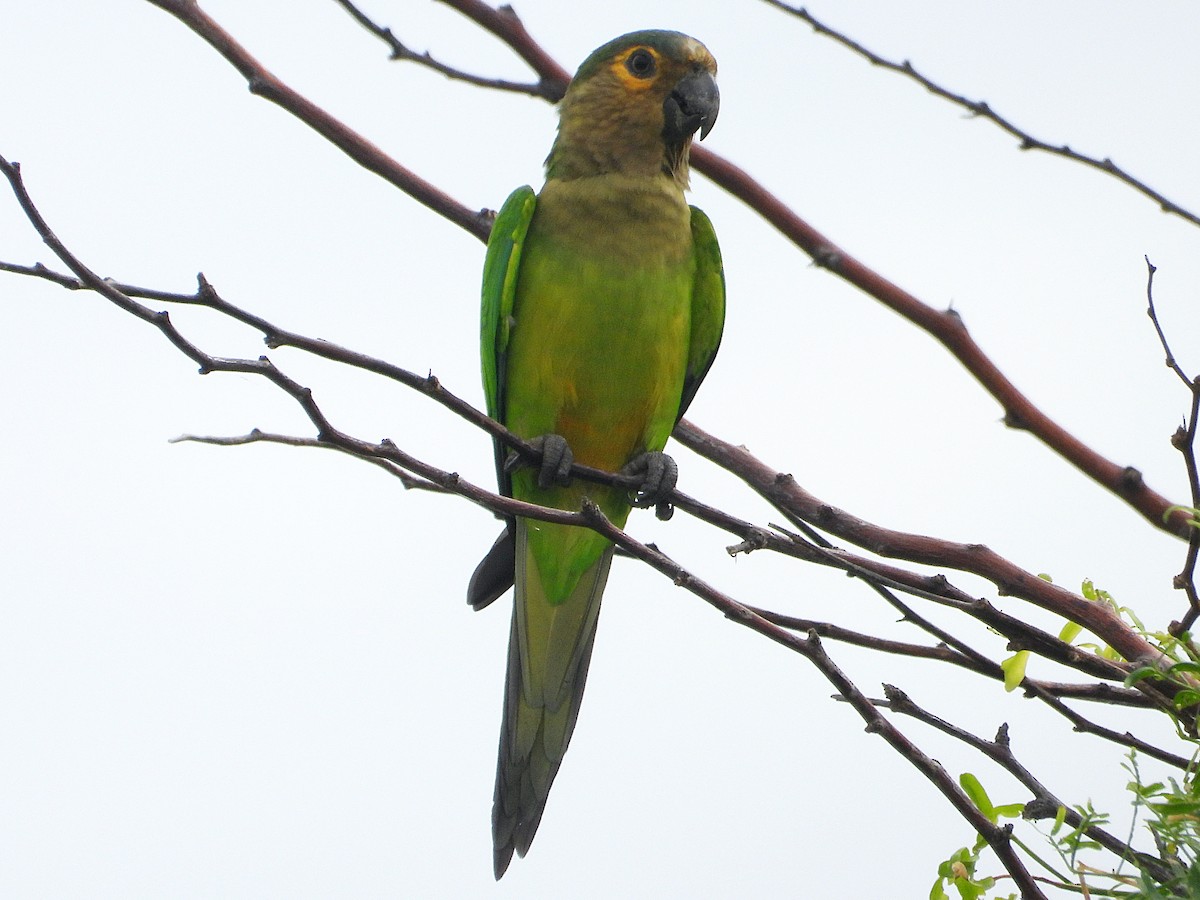 Brown-throated Parakeet - ML497796371