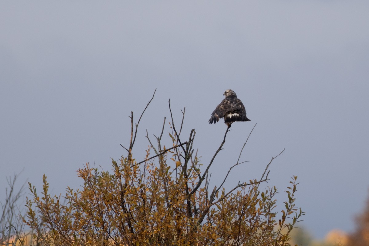 Rough-legged Hawk - ML497797451