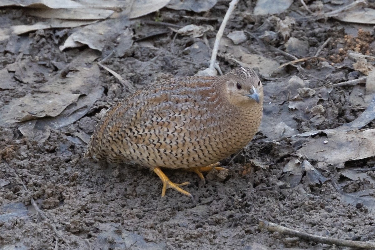 Brown Quail - ML497797711