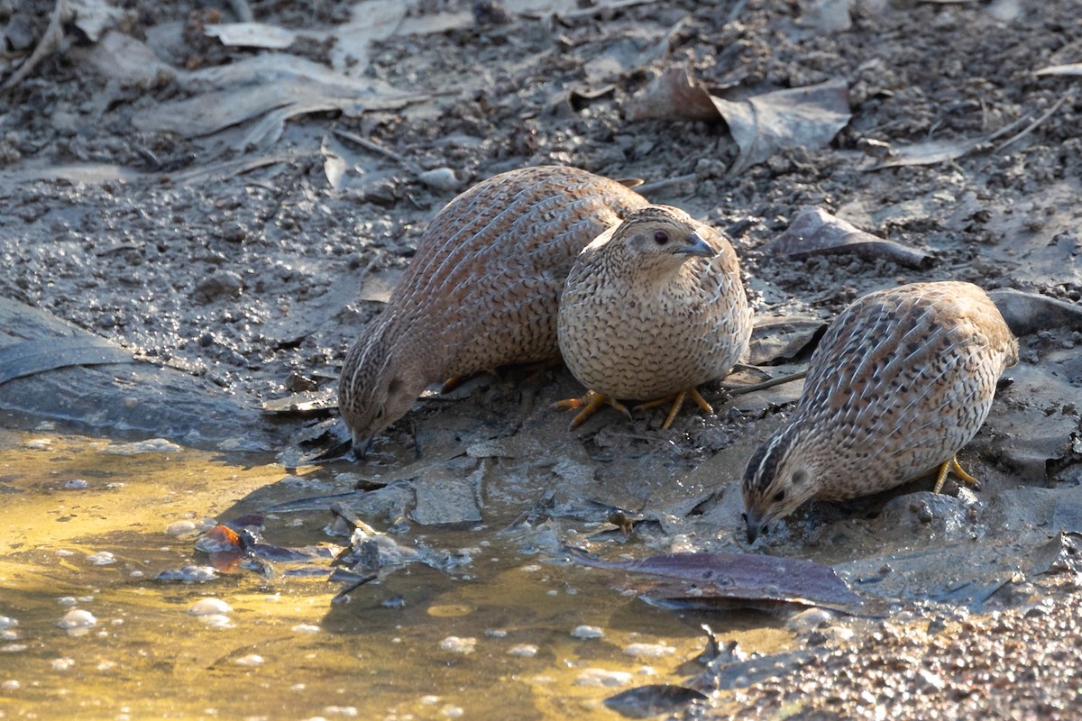 Brown Quail - ML497797721