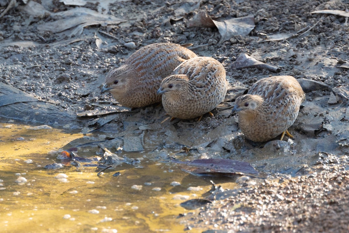 Brown Quail - ML497797741