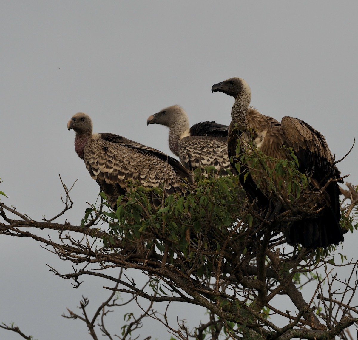 White-backed Vulture - ML497799831