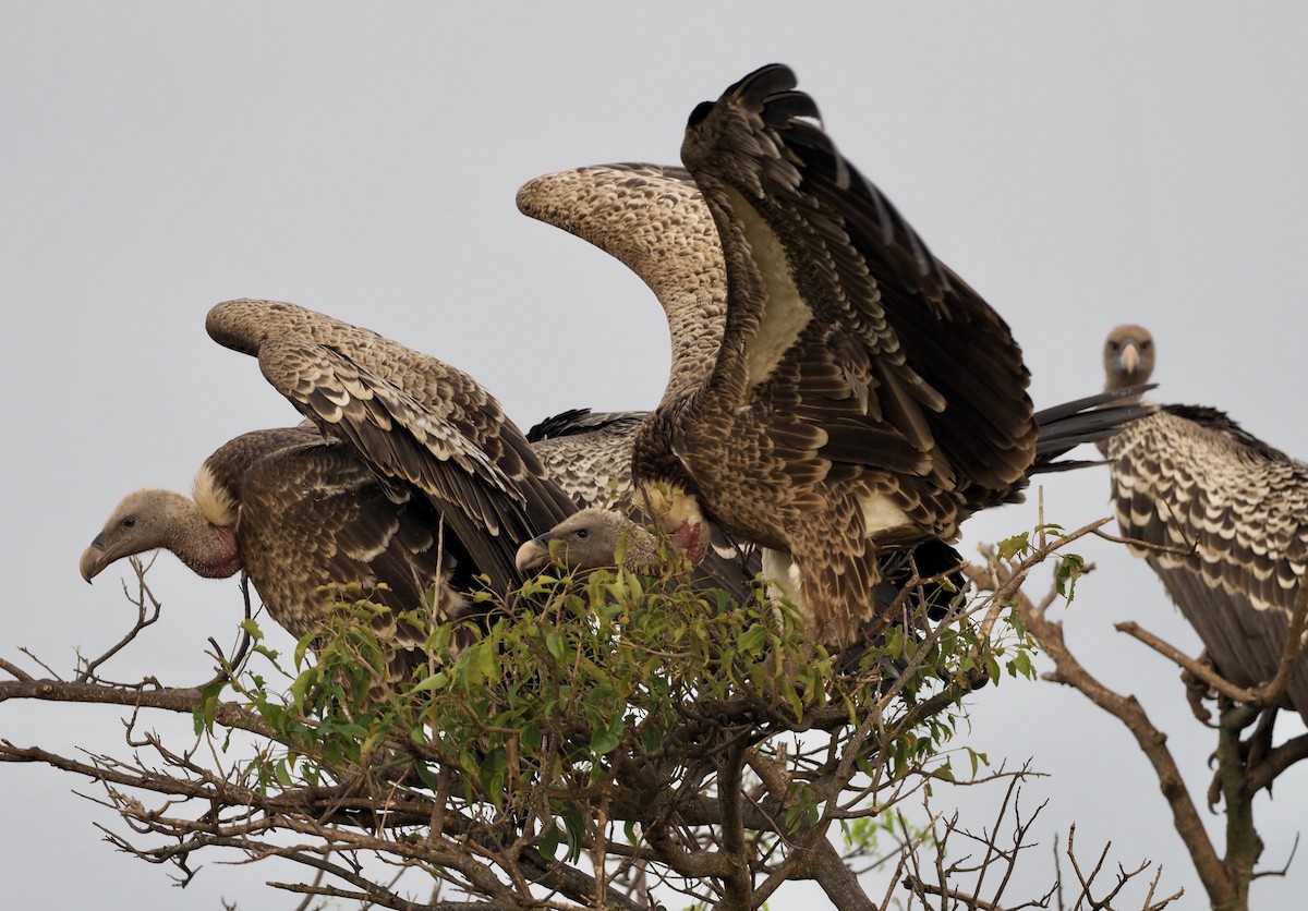 White-backed Vulture - ML497799841