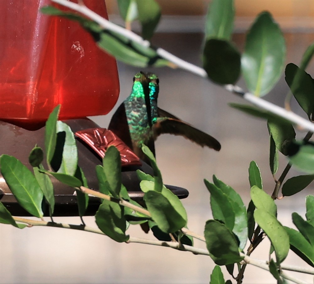 Buff-bellied Hummingbird - ML497800081