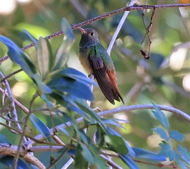 Buff-bellied Hummingbird - ML497800131