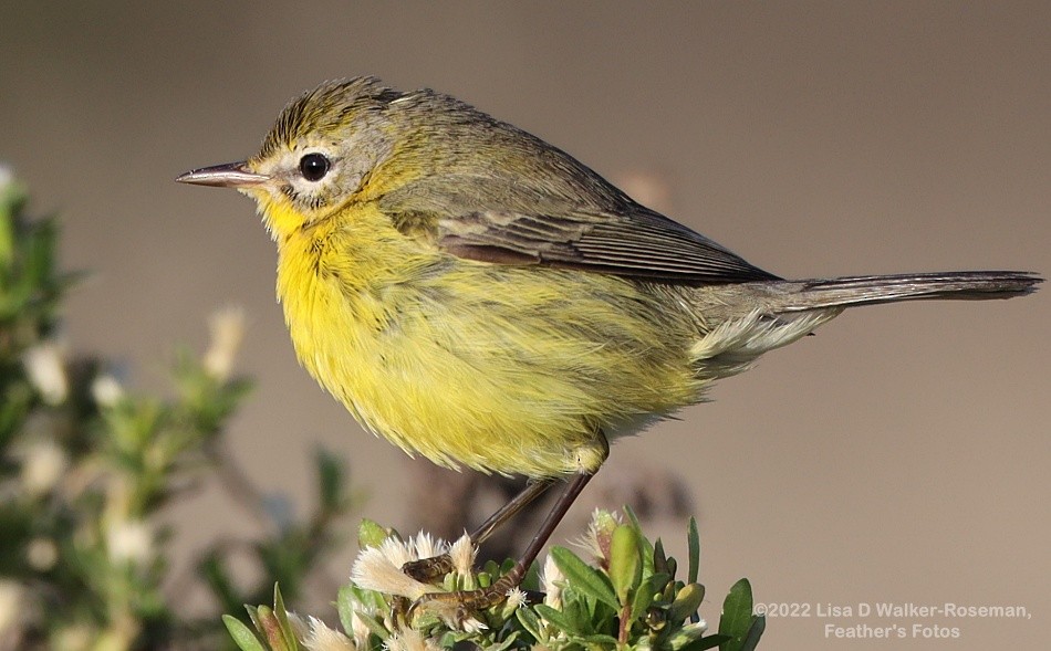 Prairie Warbler - ML497801501