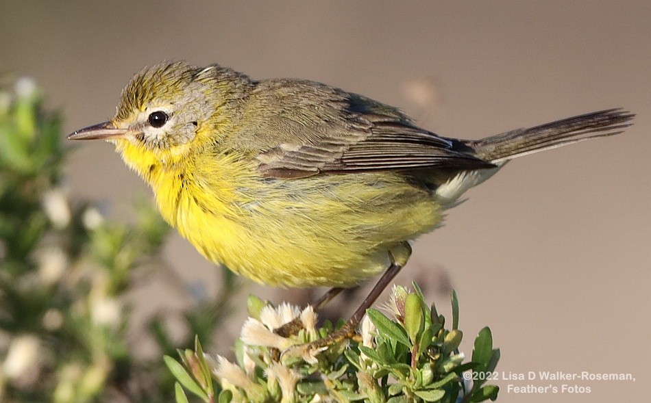 Prairie Warbler - ML497801511