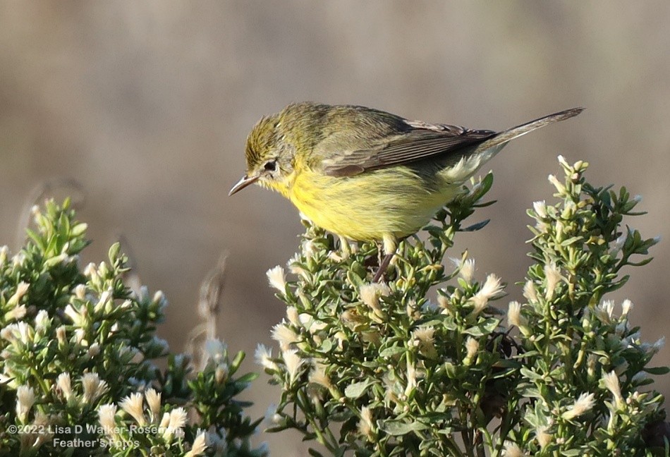 Prairie Warbler - ML497801521