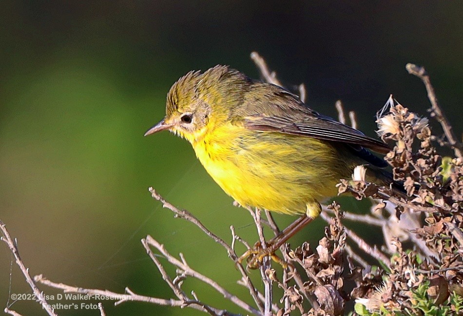 Prairie Warbler - ML497801531