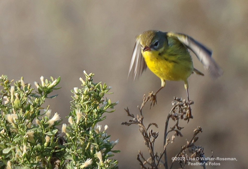 Prairie Warbler - ML497801541